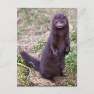 American Mink Postcard