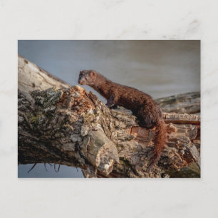 American Mink Postcard