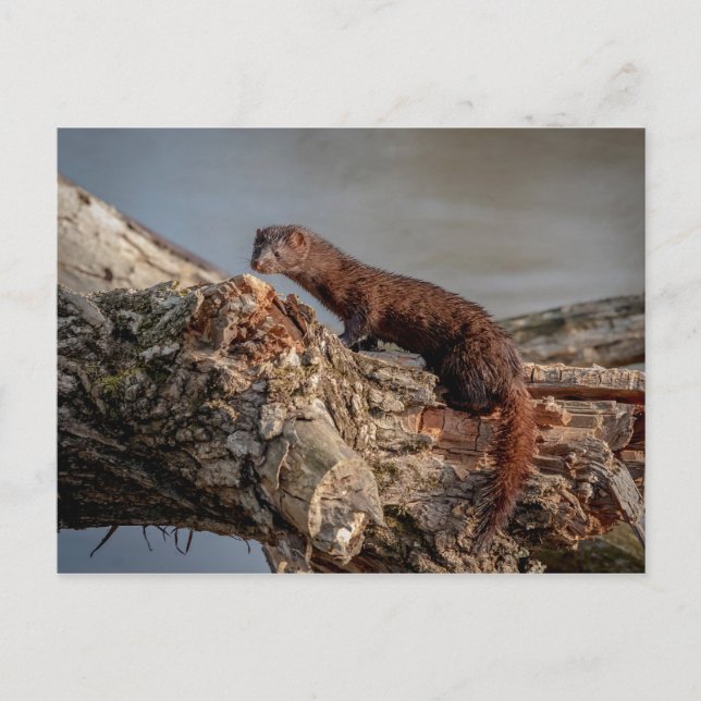 American Mink Postcard (Front)