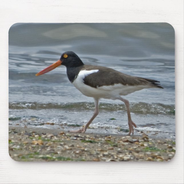 American Oystercatcher Mousepad (Front)
