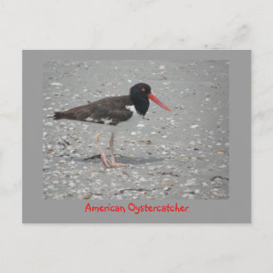 American Oystercatcher Postcard