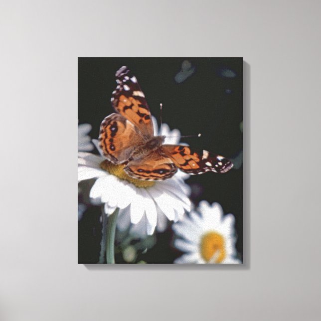 American Painted Lady Butterfly On Daisy Canvas (Front)