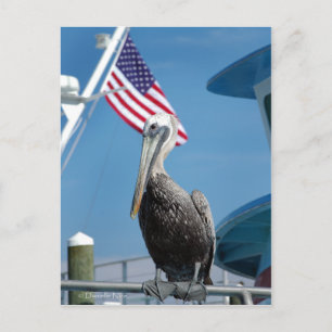 American Pelican Postcard