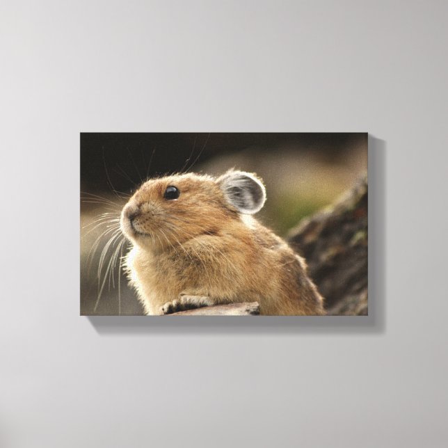 American Pika Canvas Print (Front)