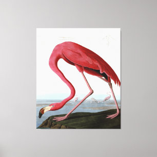American Pink Flamingo Gift Lover  Sketch Flamingo Canvas Print