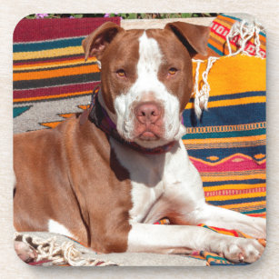 American Pit Bull lying on blankets Coaster
