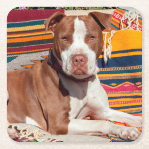American Pit Bull lying on blankets Square Paper Coaster