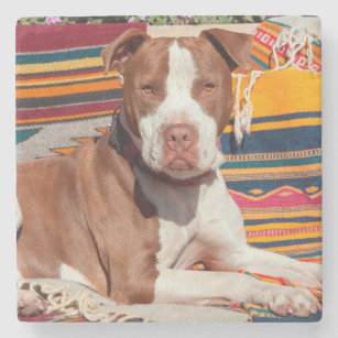 American Pit Bull lying on blankets Stone Coaster