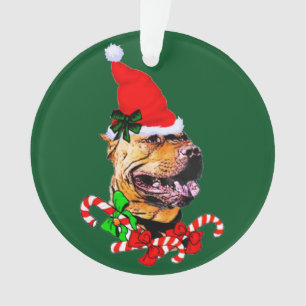 American Pit Bull Terrier Noël