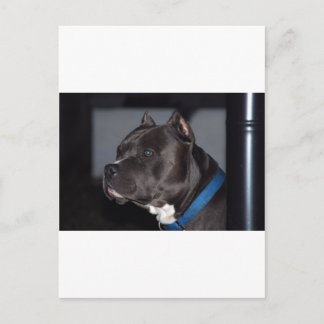 American Pit Bull Terrier Postcard