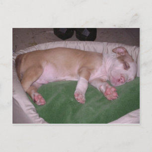 american pit_bull_terrier puppy sleeping postcard