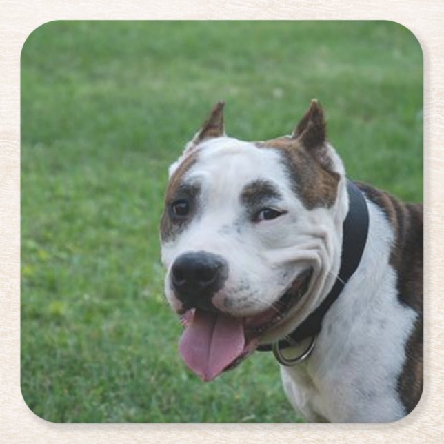 american pit bull terrier smiling square paper coaster (Front)