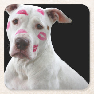 american pit bull terrier with kisses square paper coaster