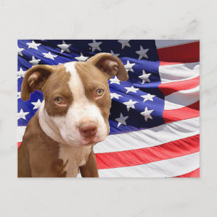 American Pitbull puppy Postcard