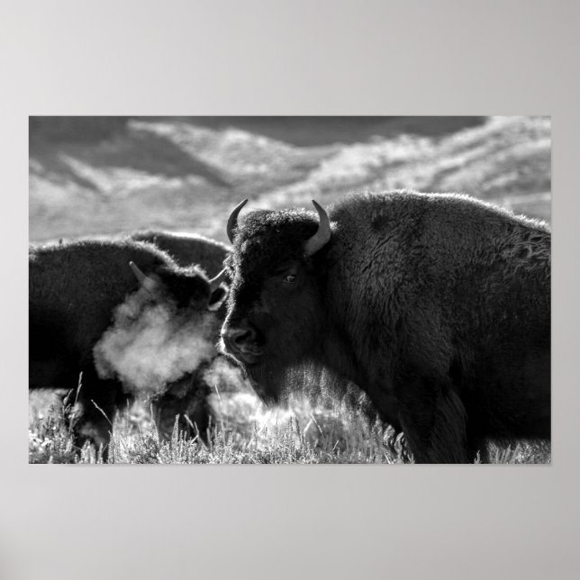 American Plains Bison Poster (Front)
