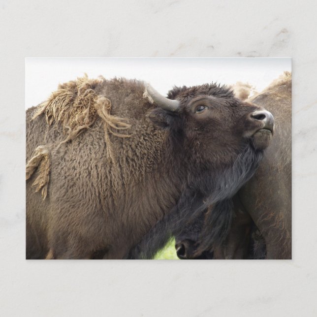 American Plains Buffalo Bison Postcards (Front)