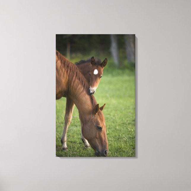 American Quarter horse mare and colt in field at Canvas Print (Front)