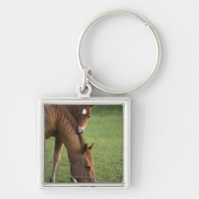 American Quarter horse mare and colt in field at Keychain (Front)