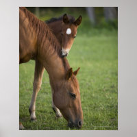 American Quarter horse mare and colt in field at