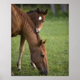 American Quarter horse mare and colt in field at Poster