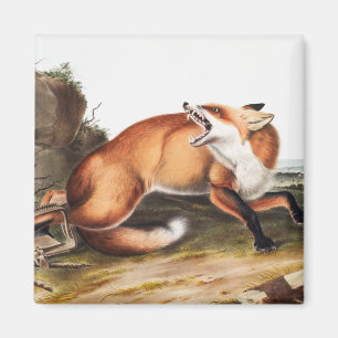 American Red Fox (Vulpes Fulvus) Illustration Magnet