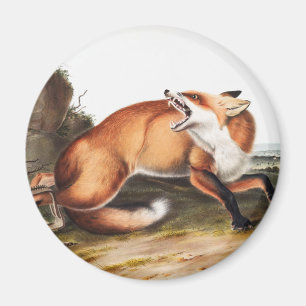 American Red Fox (Vulpes Fulvus) Illustration Magnet