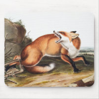 American Red Fox (Vulpes Fulvus) Illustration