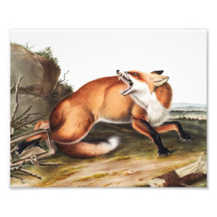 American Red Fox (Vulpes Fulvus) Illustration Photo Print