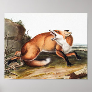 American Red Fox (Vulpes Fulvus) Illustration Poster