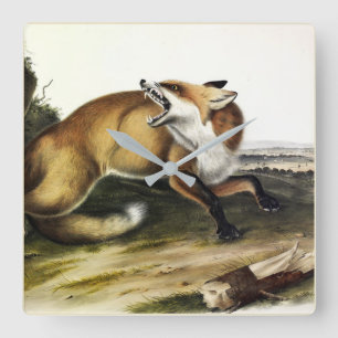 American Red Fox, Vulpes vulpes fulvus by Audubon Square Wall Clock