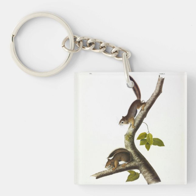 American Red Squirrel (Richardson's Columbian) Keychain (Front)