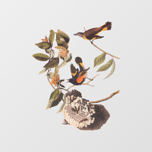 American Redstart Audubon Birds and Wasp Nest Window Cling