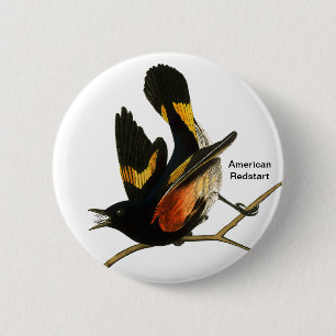 American Redstart by John James Audubon, Birder 2 Inch Round Button