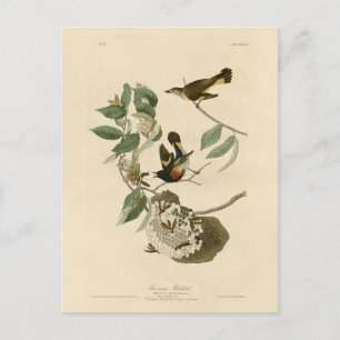 American Redstart from Audubon's Birds of America Postcard