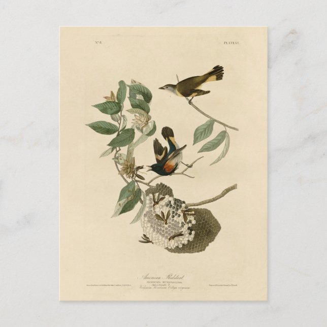 American Redstart from Audubon's Birds of America Postcard (Front)