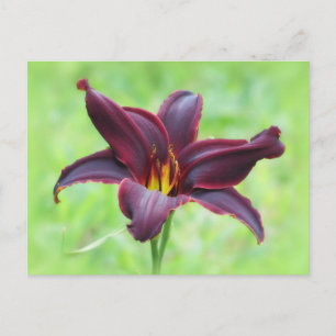 American Revolution Daylily Postcard