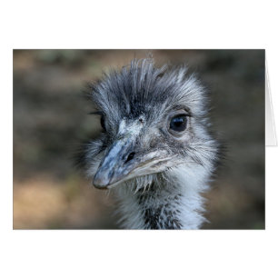 American Rhea Portrait