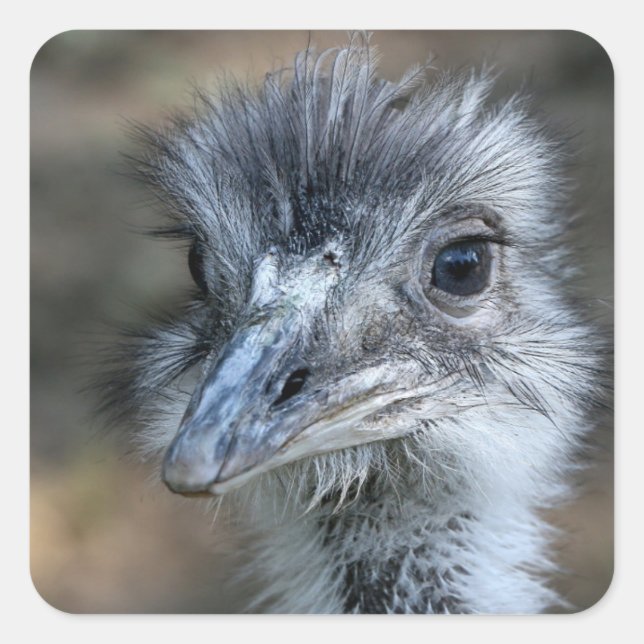 American Rhea Portrait Square Sticker (Front)