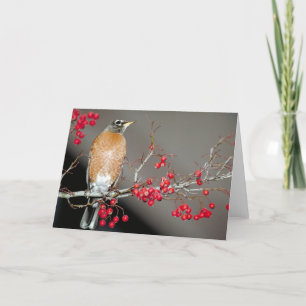 American Robin and Red Berries Card