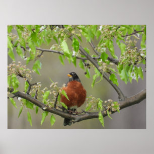 American Robin and Spring Blossoms Poster