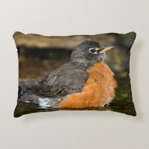 American Robin bathing 2 Accent Pillow