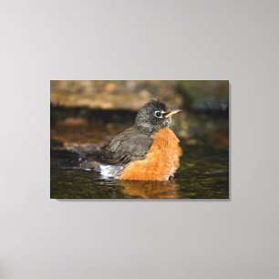 American Robin bathing 2 Canvas Print