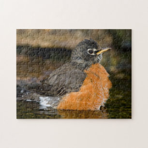American Robin bathing 2 Jigsaw Puzzle