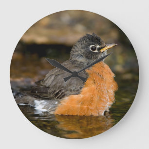 American Robin bathing 2 Large Clock