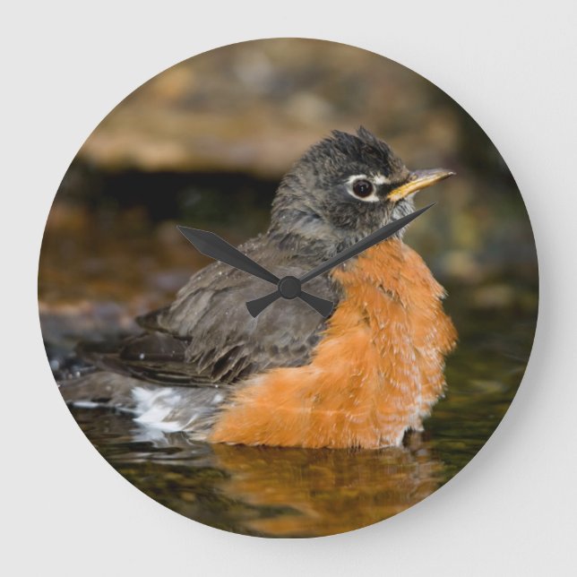 American Robin bathing 2 Large Clock (Front)