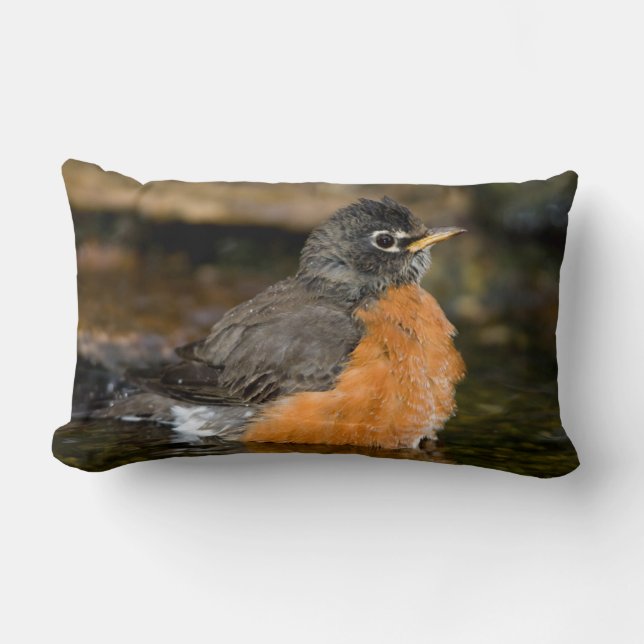 American Robin bathing 2 Lumbar Pillow (Front)