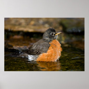 American Robin bathing 2 Poster