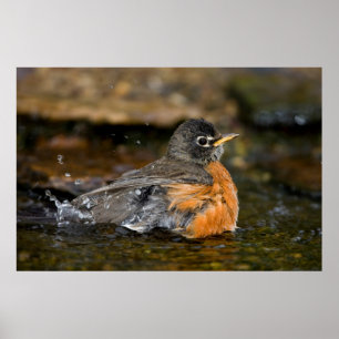 American Robin bathing Poster