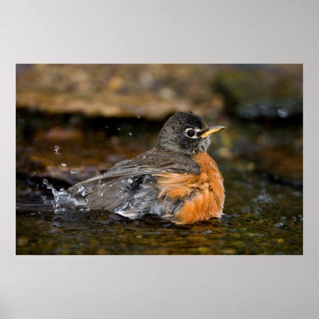 American Robin bathing Poster (Front)