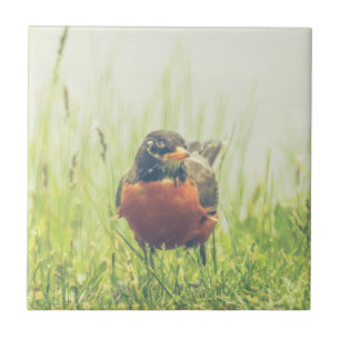 American Robin Bird Red Breasted Robins Tile